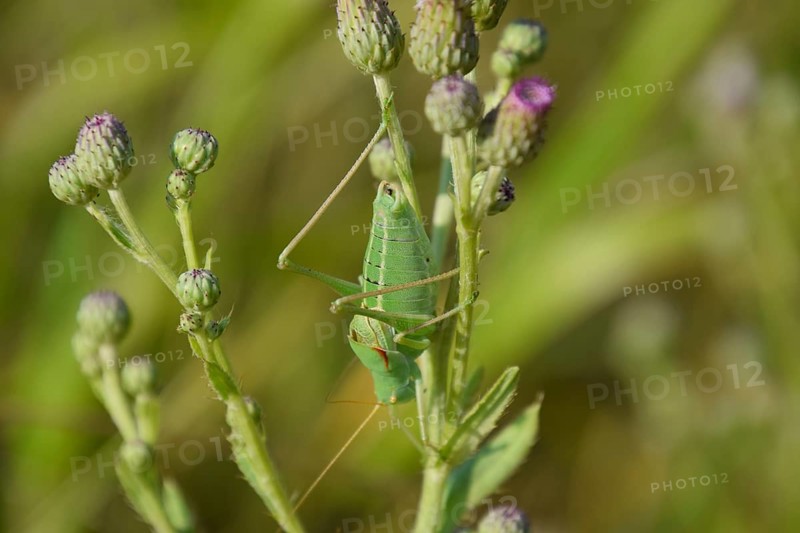Isophya on the stems of the tubercle. Atyrau, Kazakhstan
