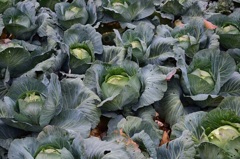Cabbage field. Atyrau, Kazakhstan