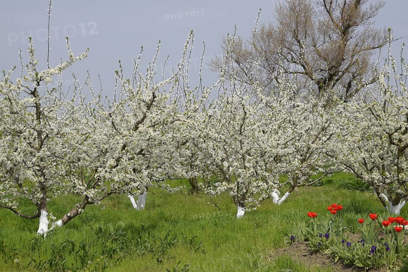 Flowering plum garden. Atyrau, Kazakhstan