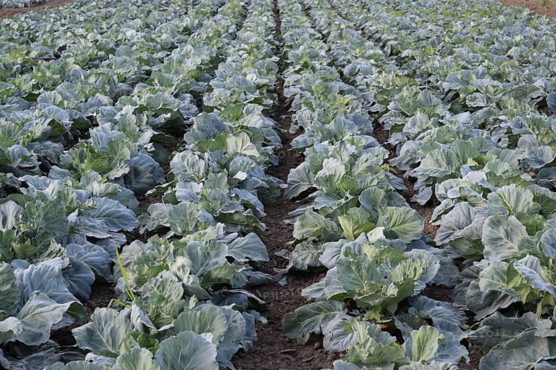 Cabbage field. Atyrau, Kazakhstan