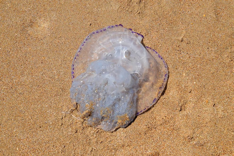 Jellyfish Rhizostoma root rope, thrown to the shore of the sea. Golubitskaya, Russia