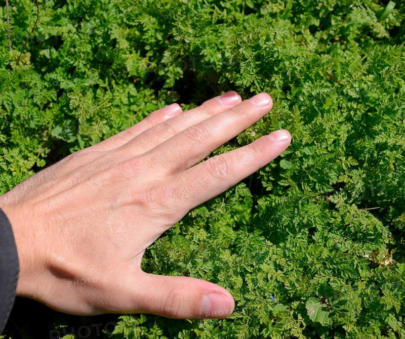 A hand is stroking the grass. Atyrau, Kazakhstan