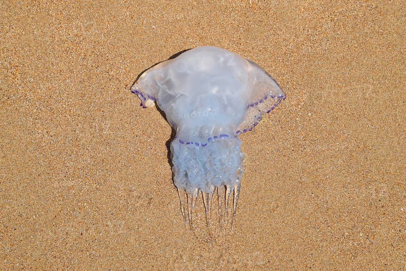 Jellyfish Rhizostoma root rope, thrown to the shore of the sea. Golubitskaya, Russia