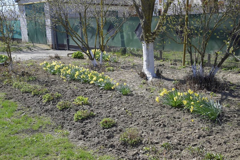 Flowers daffodil yellow. Atyrau, Kazakhstan