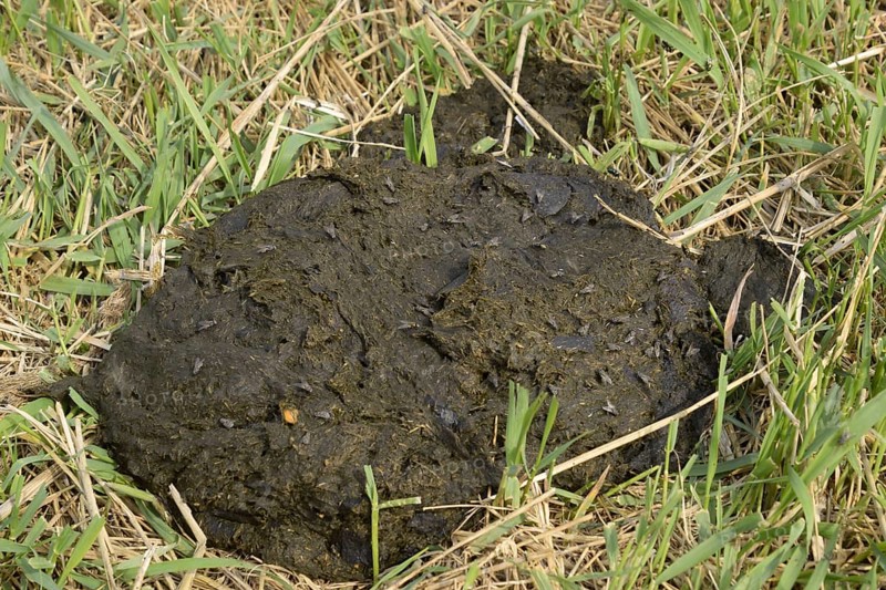 A cow cake in the grass. Atyrau, Kazakhstan