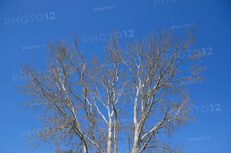 The branches of the poplar against the blue sky. Atyrau, Kazakhstan
