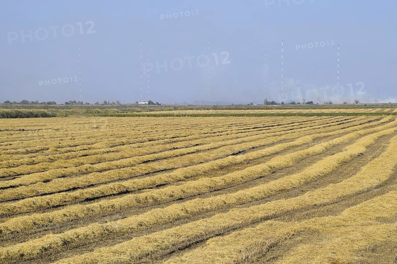 Harvesting rice in the fields. Atyrau, Kazakhstan