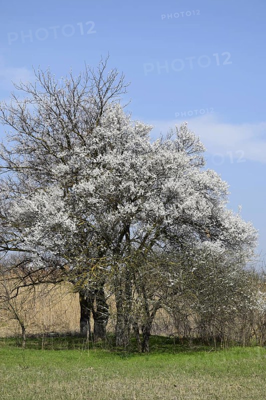 Flowering plum garden. Atyrau, Kazakhstan