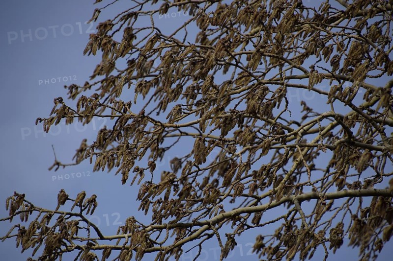 Blooming silver poplar. Atyrau, Kazakhstan