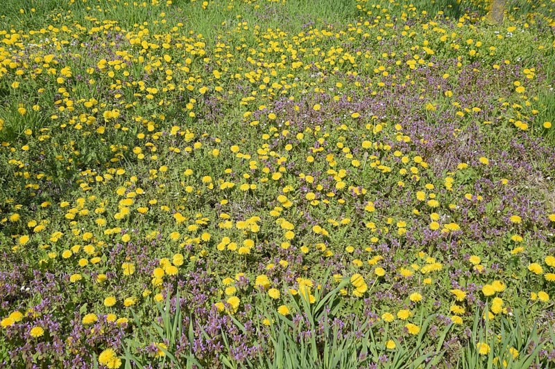 Flowering dandelions in the clearing. Atyrau, Kazakhstan