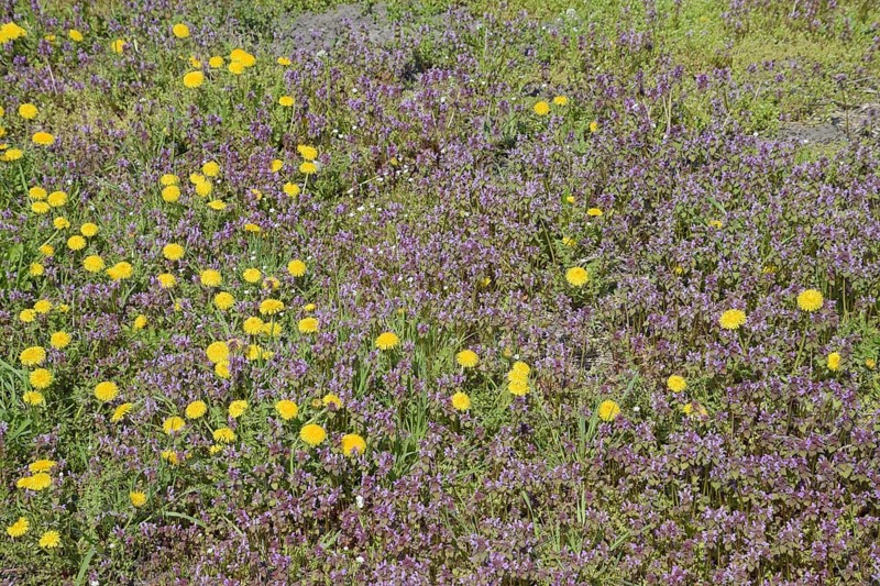 Flowers of dandelion. Atyrau, Kazakhstan