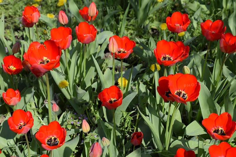 Red tulips bloom in the flowerbed. Atyrau, Kazakhstan