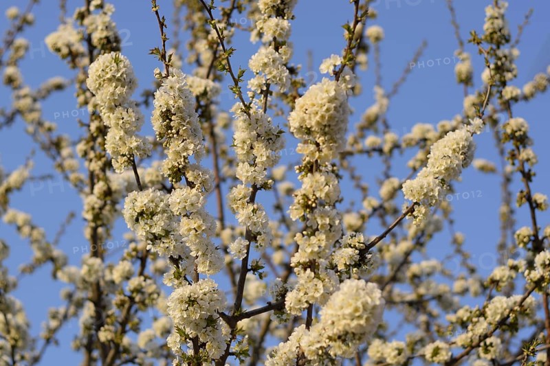 Prunus avium Flowering cherry. Atyrau, Kazakhstan