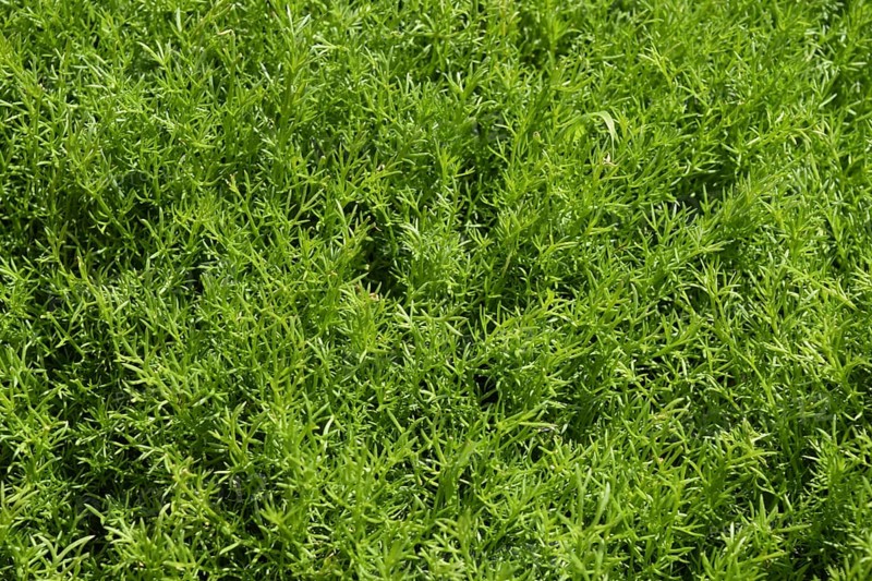 Young shoots of chamomile. Atyrau, Kazakhstan