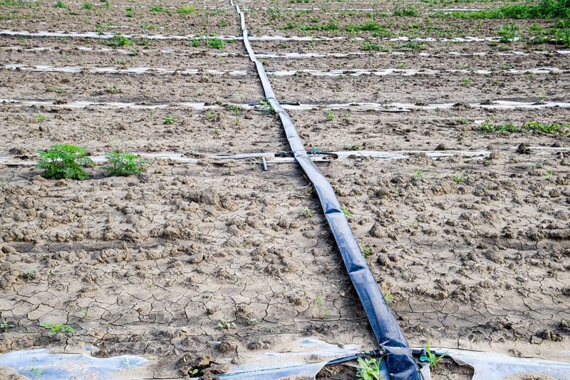 Watering system on the field of watermelons and melons. Atyrau, Kazakhstan
