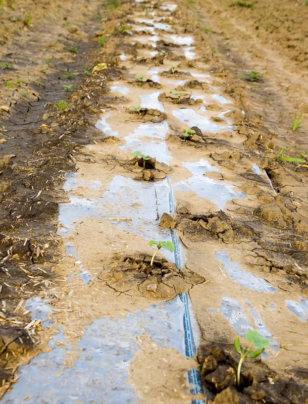 Watering system on the field of watermelons and melons. Atyrau, Kazakhstan