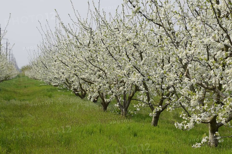 Flowering plum garden. Atyrau, Kazakhstan