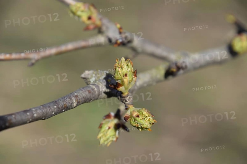 Blossoming buds of pear tree. Atyrau, Kazakhstan