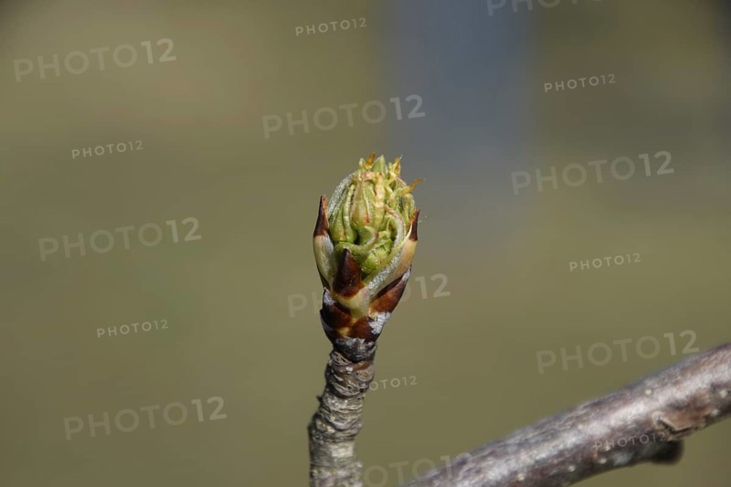 Blossoming buds of pear tree. Atyrau, Kazakhstan