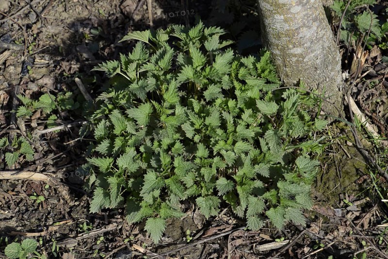 Young nettle in a garden. Atyrau, Kazakhstan