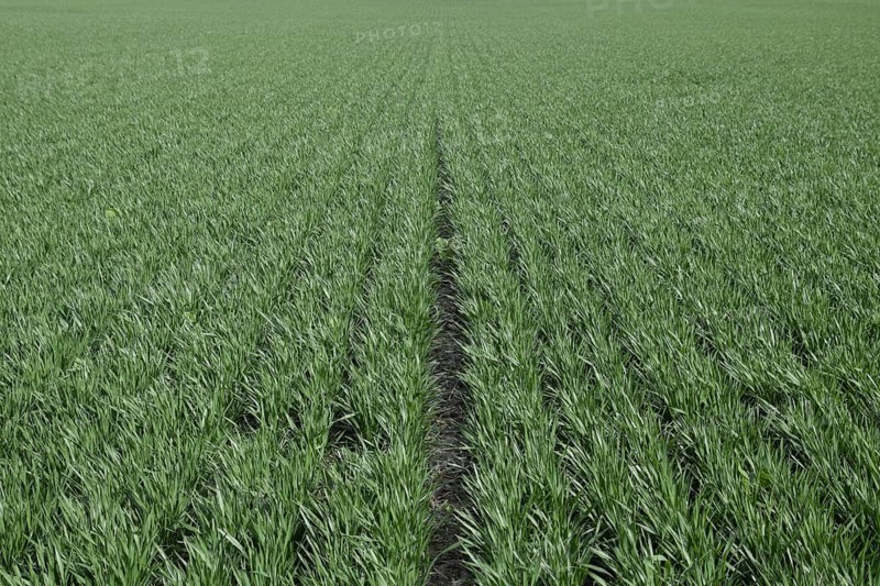 Spring winter wheat field. Atyrau, Kazakhstan