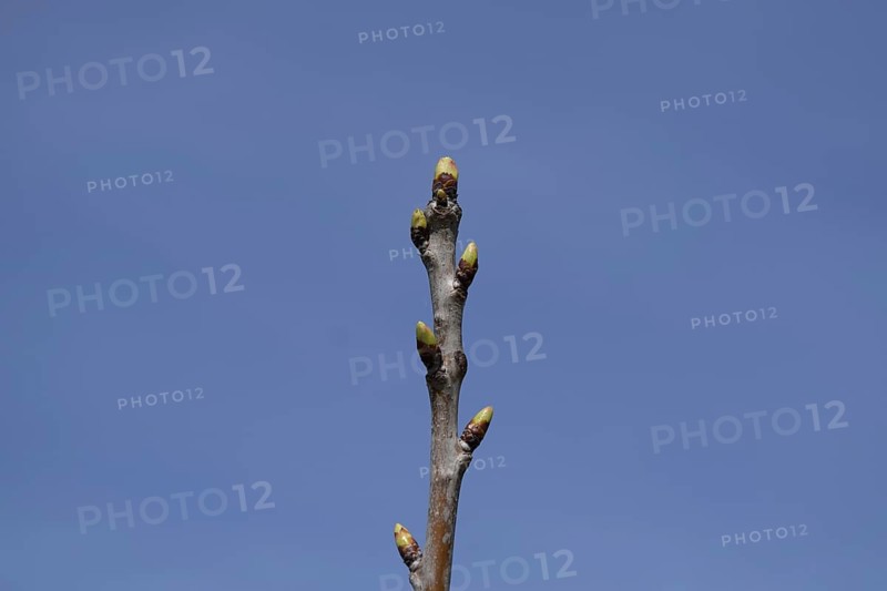 Young buds of a cherry on a branch. Atyrau, Kazakhstan