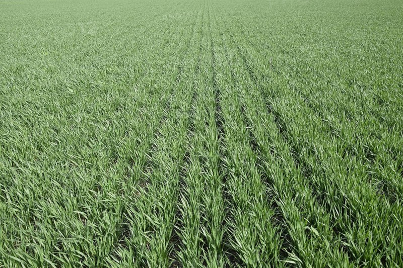 Spring winter wheat field. Atyrau, Kazakhstan
