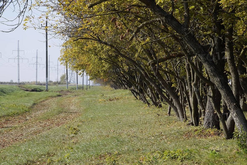 The Forest along the road in the fall. Yellowing leaves on the branches. Atyrau, Kazakhstan