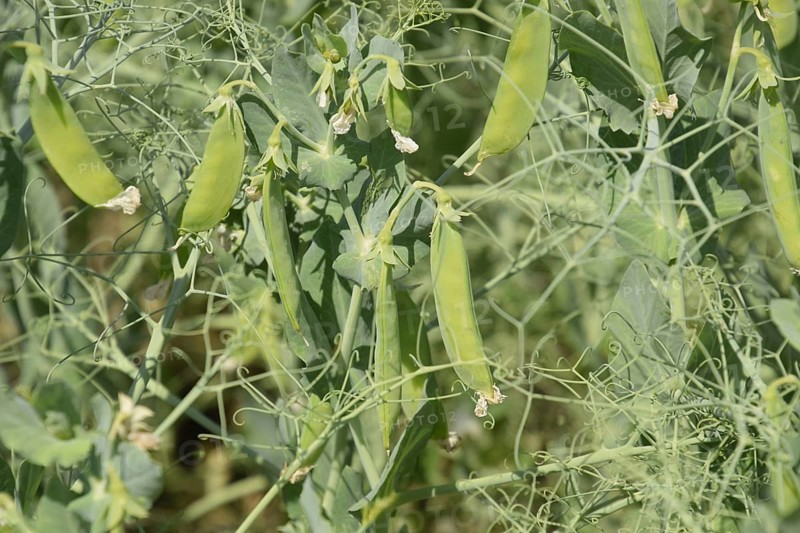 Growing peas in the field. Atyrau, Kazakhstan