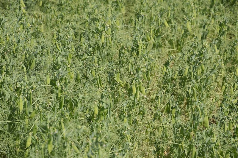 Green peas in the field. Atyrau, Kazakhstan
