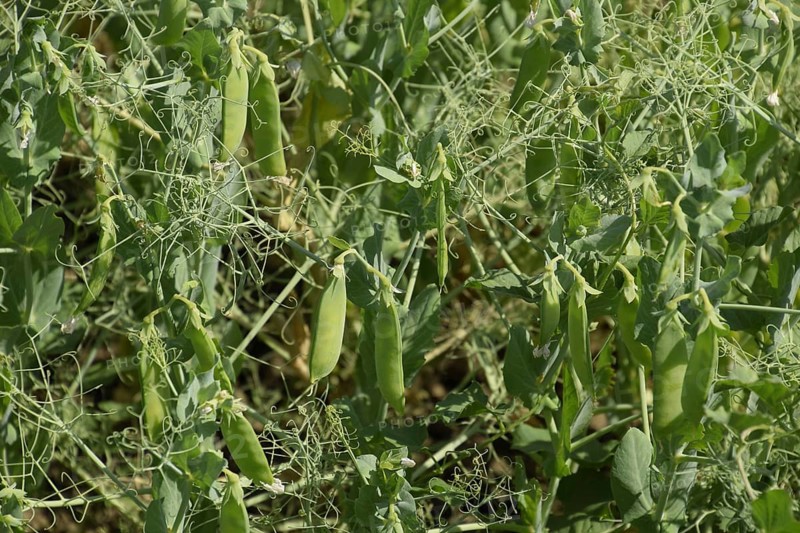 Green peas in the field. Atyrau, Kazakhstan