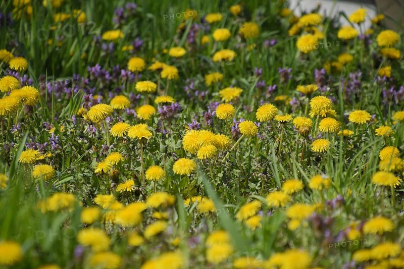 Flowering dandelions in the clearing. Atyrau, Kazakhstan