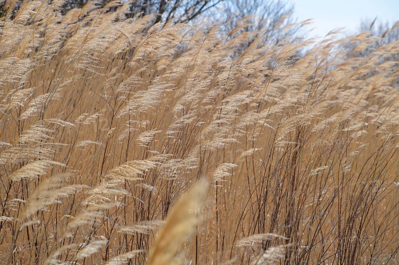 Dry panicle reed. Propagation by seed cane. Atyrau, Kazakhstan
