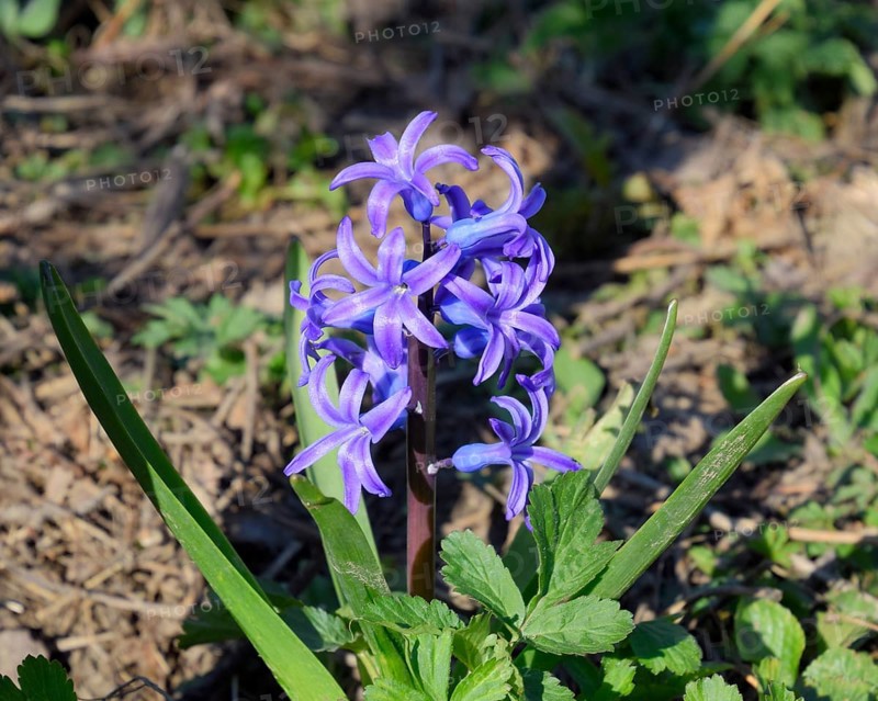 Hyacinth blooms in the garden. Atyrau, Kazakhstan