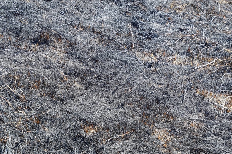 Ashes from the burned grass on the soil.Atyrau, Kazakhstan