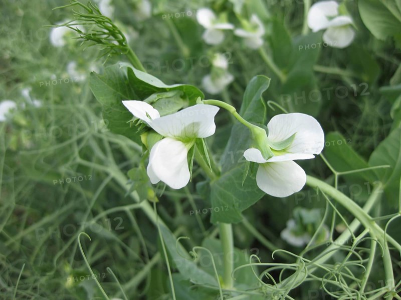 Blooming peas in the field. Atyrau, Kazakhstan