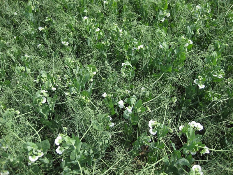 Blooming peas in the field. Atyrau, Kazakhstan