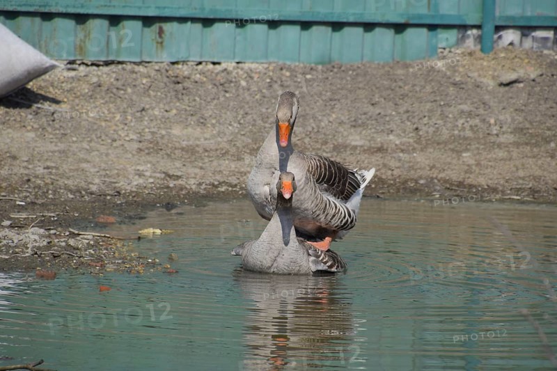 The gray goose is domestic. Atyrau, Kazakhstan