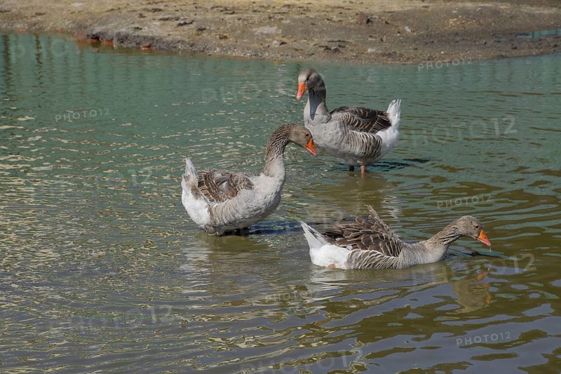 The gray goose is domestic. Atyrau, Kazakhstan