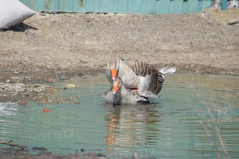 The gray goose is domestic. Atyrau, Kazakhstan