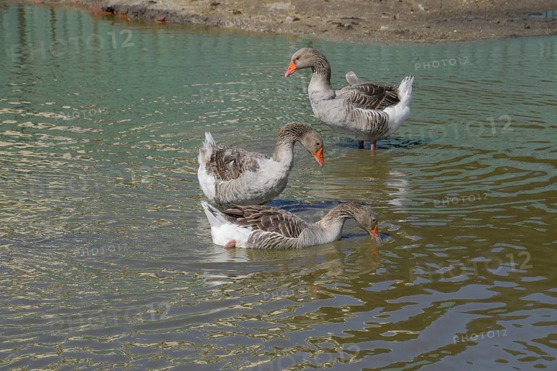 The gray goose is domestic. Homemade gray goose. Atyrau, Kazakhstan