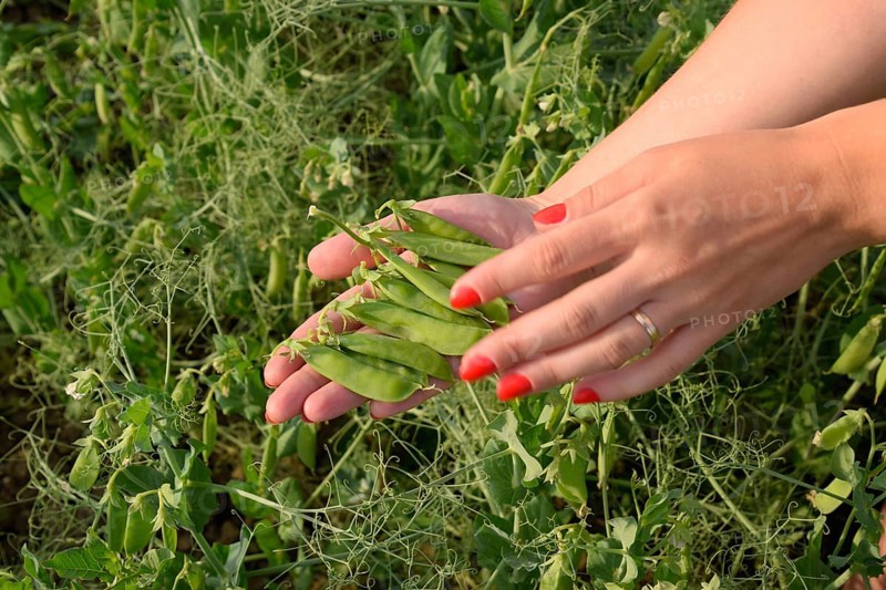 Green peas. Pods of peas. Atyrau, Kazakhstan
