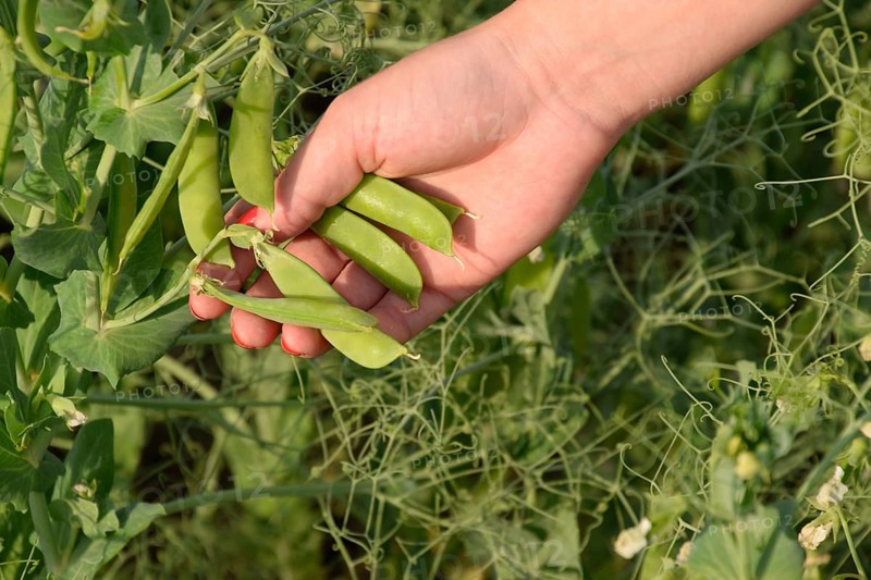 Green peas. Pods of peas. Atyrau, Kazakhstan