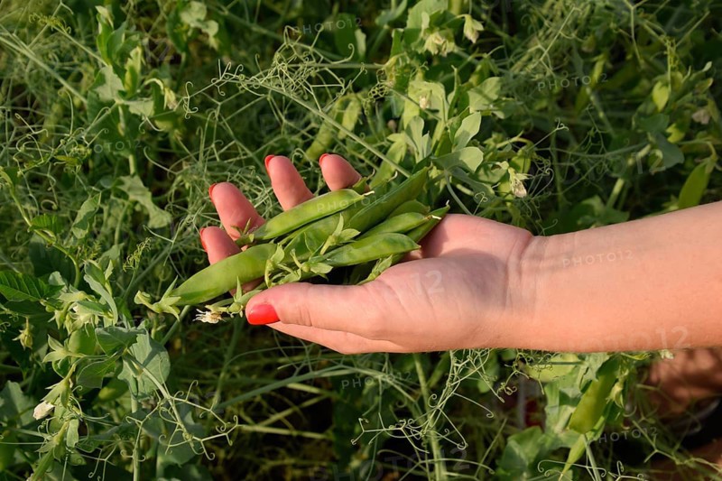Green peas. Pods of peas. Atyrau, Kazakhstan