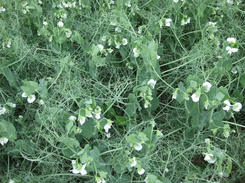 Blooming peas in the field. Atyrau, Kazakhstan