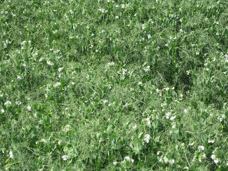 Blooming peas in the field. Atyrau, Kazakhstan