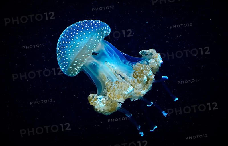 Blue Transparent Jellyfish With Dangerous Tentacles Floats Through Water