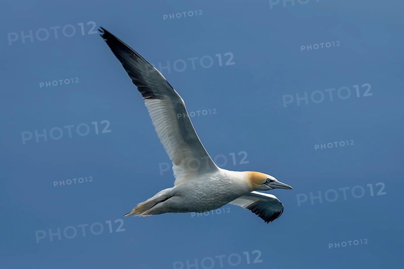 Flying Seabird Northern Gannet (Morus Bassanus) On Island Bass Rock In The Atlantic Ocean Of Firth of Forth At North Berwick Near Edinburgh In Scotland
