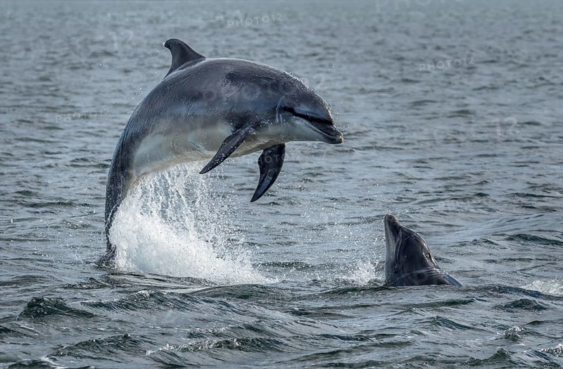 Wild Bottlenose Dolphins (Delphinus Truncatus) Jumping Out Of Ocean Water At The Moray Firth Near Inverness In Scotland