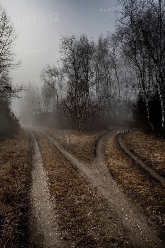 Gravel Road Junction in Misty Forest Landscape In The Danube Wetlands National Park, Austria